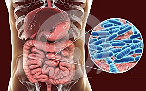 Normal flora of small intestine, bacteria Lactobacillus