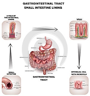 Normal Gastrointestinal tract