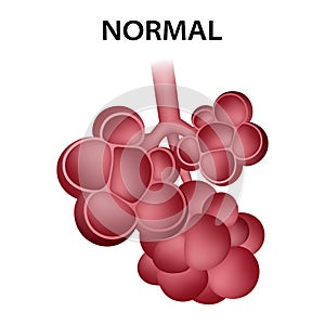 Normal healthy alveoli icon, realistic style