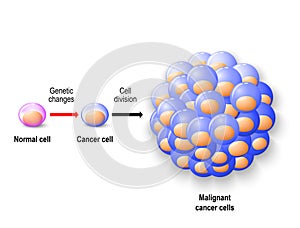 Normal human cell, cancer cell and malignant cancer
