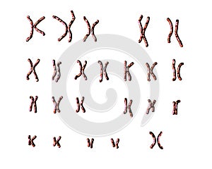Normal human female karyotype