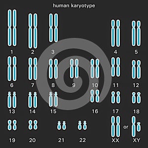 Normal human karyotype photo