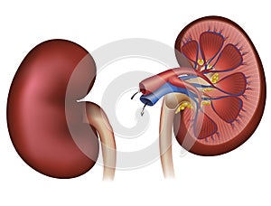 Normal human kidney and cross section