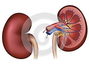 Normal human kidney and cross section photo