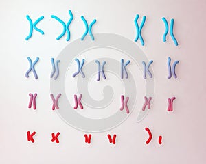 Normal human male karyotype