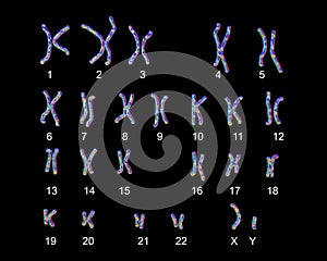 Normal human male karyotype