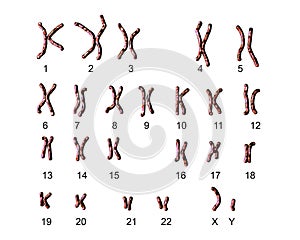 Normal human male karyotype