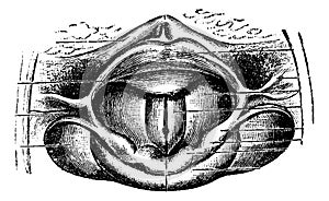 Normal Larynx, vintage engraving photo
