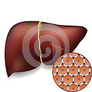 Hígado células estructura 