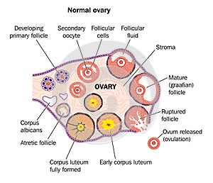 Normal Ovary photo