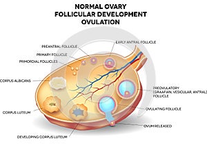 Normal ovary, follicular development and ovulation