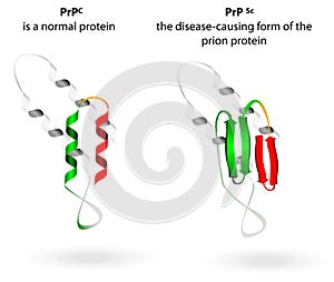 Proteína a priones enfermedades. sistema 