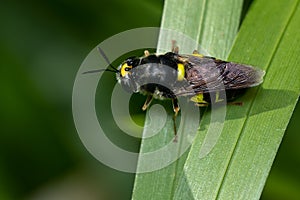 Normal Soldier Fly - Stratiomys norma