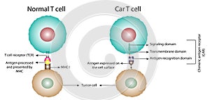 Normal T cell vs Chimeric antigen receptor T cell. vector illustration.