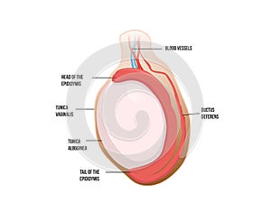 Normal testicular anatomy. Human testis vector illustration photo