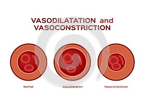 Normal vasodilation and vasoconstriction blood vessel vector photo