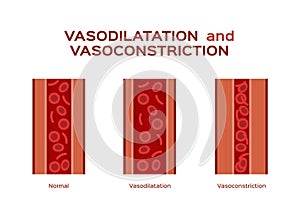Normal vasodilation and vasoconstriction blood vessel vector photo