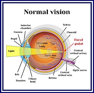 Normal vision. Eyeball structure. Medicine.