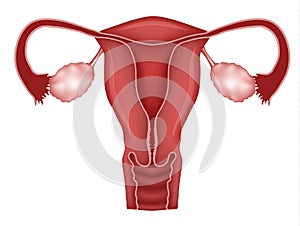 Normal womb and ovaries illustration