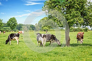 Norman black and white cows grazing on grassy green field with trees on a bright sunny day in Normandy, France. Summer countryside