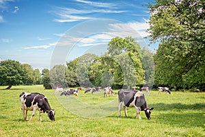 Norman cows grazing on grassy green field with trees on a bright sunny day in Normandy, France. Summer countryside landscape