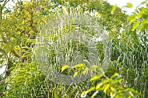 Normanbya normanbyi, Wodyetia bifurcata AK Irvine or Foxtail palm or ARECACEAE or PALMAE leaves or leaves of betel palm or betel