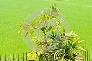 Normanbya normanbyi, Wodyetia bifurcata AK Irvine or Foxtail palm or ARECACEAE or PALMAE leaves or leaves of betel palm or betel photo