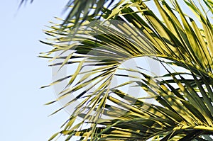 Normanbya normanbyi, Wodyetia bifurcata AK Irvine or Foxtail palm or ARECACEAE or PALMAE or palm leaves and sky