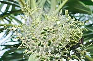 Normanbya normanbyi, Wodyetia bifurcata AK Irvine or Foxtail palm or ARECACEAE or PALMAE or palm seed