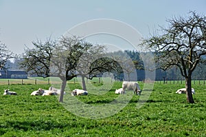Normandie, cows in meadow in Soligny la Trappe