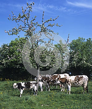 NORMANDY CATTLE, COWS WITH CALF UNDER APPLE TREE, NORMANDY