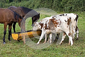 NORMANDY CATTLE WITH FRENCH TROTTER HORSES, HERD EATING, NORMANDY