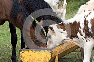 NORMANDY CATTLE WITH FRENCH TROTTER HORSES, HERD EATING, NORMANDY