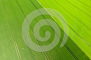 The Normandy countryside and its fields of flax and barley in Europe, France, Normandy, towards Deauville, in summer, on a sunny