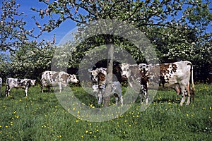 Normandy Cow, Cattle under Appel Tree, Normandy