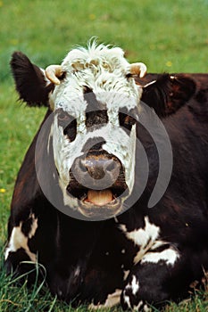 NORMANDY COW, FEMALE BELLOWING, NORMANDY