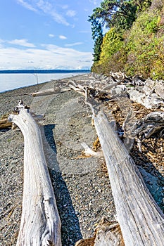 Normandy Park Driftwood And Plants 5
