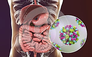 Noroviruses in human intestine