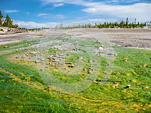 Norris Geyser Basin