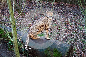 North African cheetah aka northeast African cheetah