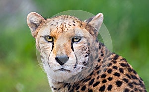 North African cheetah aka northeast African cheetah photo
