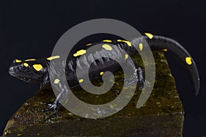 North African fire salamander,Salamandra algira tingitana