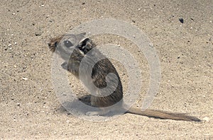 North African Gerbil, gerbillus campestris, Adult sitting on Sand