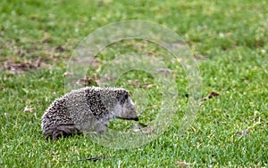 North African Hedgehog, Atelerix algirus