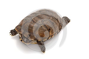 North African helmeted turtle
