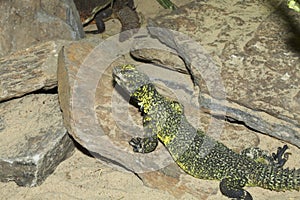 North African lizard, Bell's dabb lizard,Uromastyx