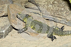 North African lizard, Bell's dabb lizard,Uromastyx acanthinura