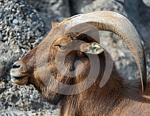 North African maned ram or arui or Ammotragus lervia is an artiodactyl mammal from the family Polorogi
