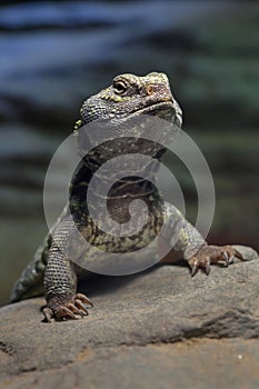 North African mastigure Uromastyx acanthinura