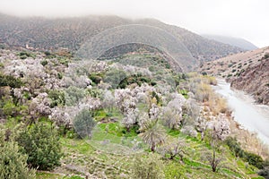 North african mountain valley in springtime.